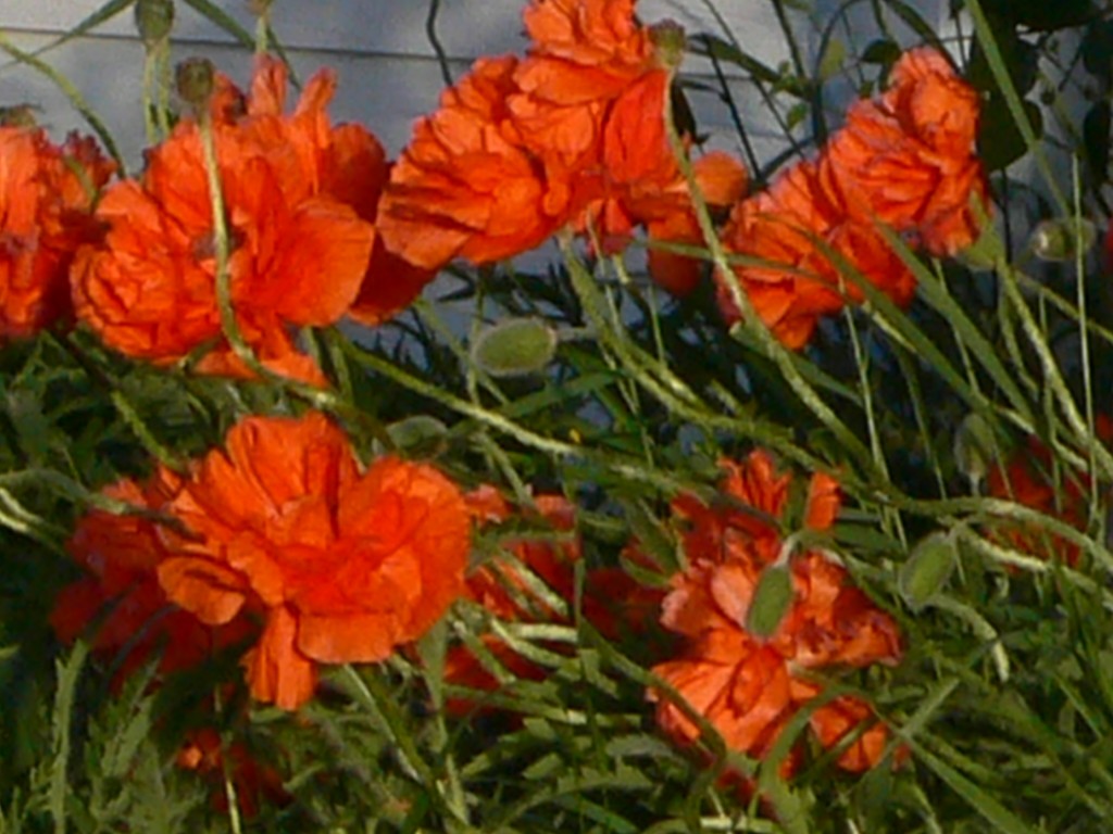 Mrs. Sims' Poppies