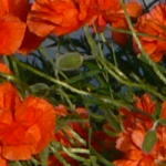 shapeimage_1-1